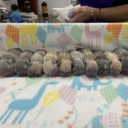 Dachshund and French Bulldog Puppies from TheFrenchieVille