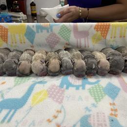 Dachshund and French Bulldog Puppies from TheFrenchieVille