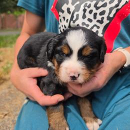 Boy - Black rust and white male Bernese Mountain Dog puppy in Auburn, Washington from MSM Bernese Mountain Dogs