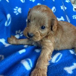 Cold Brew - Red male Cavapoo puppy in River Falls, Wisconsin from Dottie's Doodles