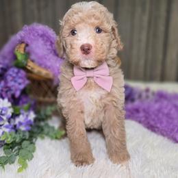 Allie - Apricot female Goldendoodle puppy in Woodburn, Indiana from DNLS Doodle Puppies