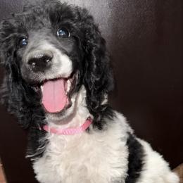 Cinnamon (Pink Collar) - Parti female Poodle puppy in League City, Texas from Chauffeured Poodles