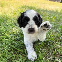 Pepper Roan - Black and chalk male Australian Labradoodle puppy in Wamego, Kansas from Doodles of Oz