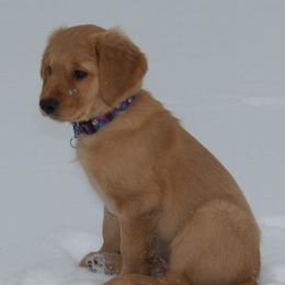 Golden Retriever Puppies from Pemberley Retrievers