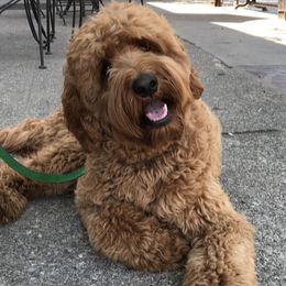 Australian Labradoodles from Shedless in Seattle Labradoodles