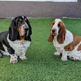Basset Hound puppies from HI Desert Hounds