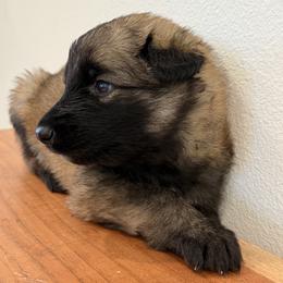 Shiloh Shepherd Puppies from North By Northwest Shilohs “NBN”