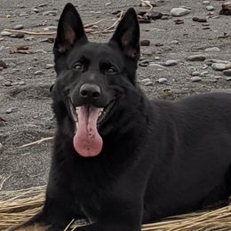 German Shepherds from Elwha Klallam K-9's