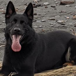German Shepherds from Elwha Klallam K-9's