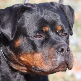 FLEKICA - Rottweiler