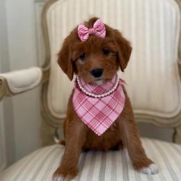GOLDIE - Apricot female Goldendoodle puppy in Independence, Oregon from ANKENY DOODLES
