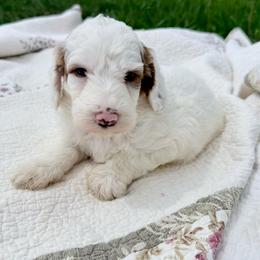 Puppy 1 - White male Irish Doodle puppy in Bloomfield, Iowa from Schooley Doodles