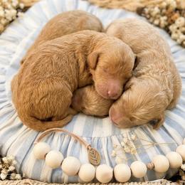 Goldendoodle Puppies from Walk by Faith Doodles