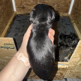 Pink Collar - Black female Schnoodle puppy in Winchester, Tennessee from Mahaffey’s Doodles