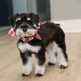 River - Miniature Schnauzer
