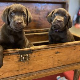 Labrador Retriever Puppies from Hidden River Retrievers