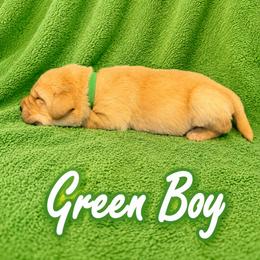Green Collar Boy - Yellow male Labrador Retriever puppy in Las Vegas, Nevada from Lucky Labrador Retrievers