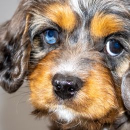 Cavapoos and Goldendoodles from Angel Pups Deluxe