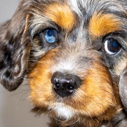 Cavapoos and Goldendoodles from Angel Pups Deluxe
