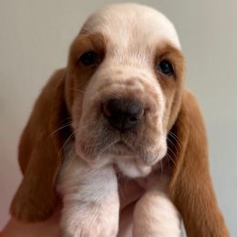 Pink collar - 3,550.00 - Red and white female Basset Hound puppy in Columbia, South Carolina from Pawmetto Hounds