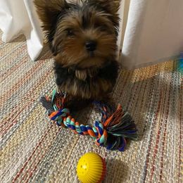 Yorkshire Terrier Puppies from Island lake Yorkies