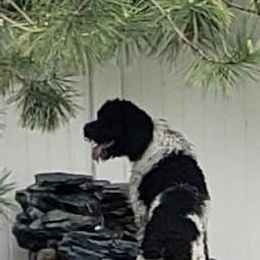 Poodle All Grown Up from Amas Veritas Poodles LLC