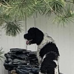 Poodle All Grown Up from Amas Veritas Poodles LLC