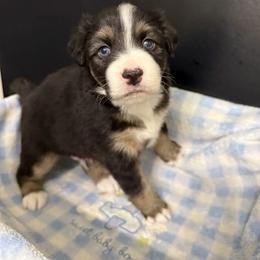 Miniature Australian Shepherd Puppies from Jayna Crisp