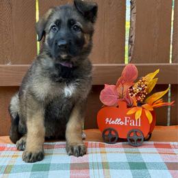 Wanda (Purple Collar) - Sable female German Shepherd puppy in Middlesex, North Carolina from Ace of Hearts K9’s