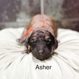 Asher - Sable male Goldendoodle puppy in Pasco, Washington from Camp Doodle Woods