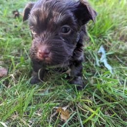 Havanese Puppies from Charlotte Landry
