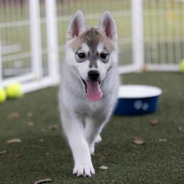 Dazzle - Gray and white female Siberian Husky puppy in North Miami, Florida from Kardrovi Siberians