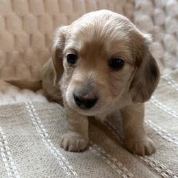 Clarence (AKC) - Dapple male Dachshund puppy in Valley Springs, California from Renberg's Elite Dachshunds