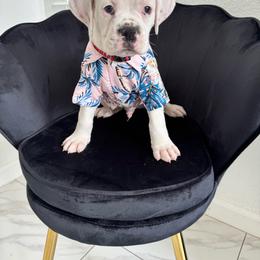 Red - White male Boxer puppy in Denver, Colorado from Yuni’s AKC Boxers