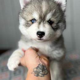 Rizzo - Silver and white female Pomsky puppy in Rossville, Georgia from Scenic City Pomskies