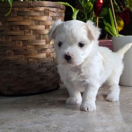 Luca - White male Maltese puppy in Ludington, Michigan from OT Maltese & Co