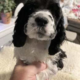 Cocker Spaniel Puppies from Palmtree Cockers