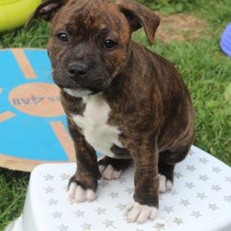 Staffordshire Bull Terrier Puppies from Full Throttle Staffords