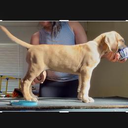 Mojito - Fawn female Great Dane puppy in Marble Falls, Texas from Notorious Great Danes