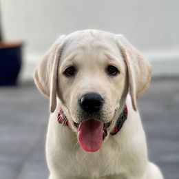 Labrador Retrievers from Stone Haven Labradors