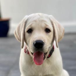 Labrador Retrievers from Stone Haven Labradors