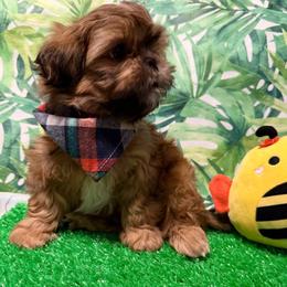 Mason - Red male Shih Tzu puppy in Hemet, California from Aloha Shih Tzu