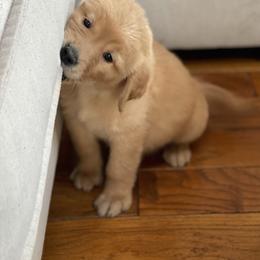 Cocker Spaniel, Goldendoodle, and Golden Retriever Puppies from MyKy Puppies