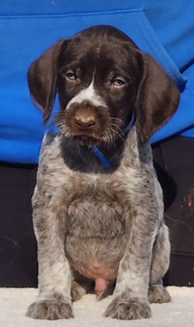 Frodo - Liver and white German Wirehaired Pointer puppy in Wellston, Ohio from Blue Line GWPs