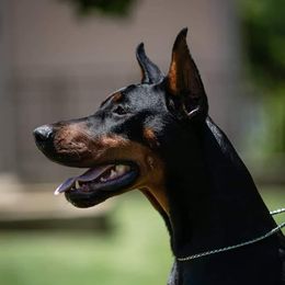 Astra - Doberman Pinscher