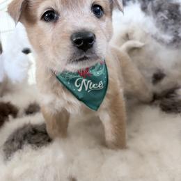 Duroc - Red speckled male Australian Cattle Dog puppy in Pierpont, Ohio from Spotted Ewe ACDs