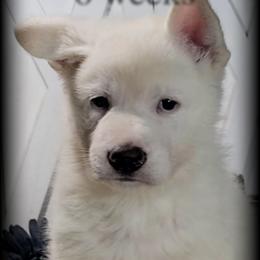 Sullivan - White male German Shepherd puppy in Sequim, Washington from German Shepherd Haus