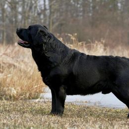 Billy - Labrador Retriever