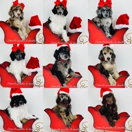 Bernedoodle and Goldendoodle Puppies from Cottrell’s Poodles & Doodles