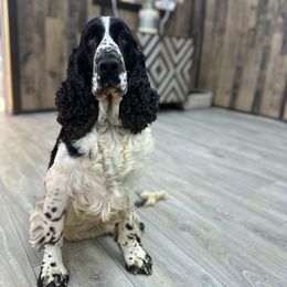 Ash - English Springer Spaniel